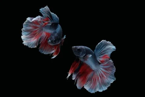 Two dancing betta siamese fighting fish Halfmoon Rosetail in grey red white Foto stock