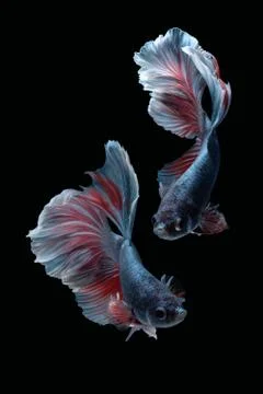 Two dancing betta siamese fighting fish Halfmoon Rosetail in grey red white Foto stock
