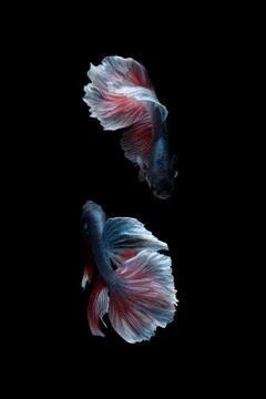 Two dancing betta siamese fighting fish Halfmoon Rosetail in grey red white Foto stock