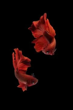 Two dancing betta siamese fighting fish, red Halfmoon Rosetail Stock Photos