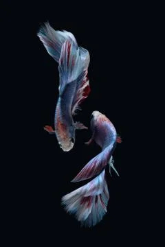 Two dancing Blue marble grizzle halfmoon betta fish siamese on black backgrou Foto stock