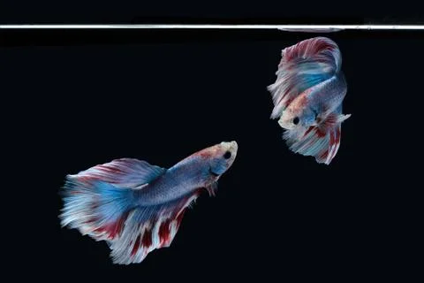 Two dancing Blue marble grizzle halfmoon betta fish siamese on black backgrou Stock Photos