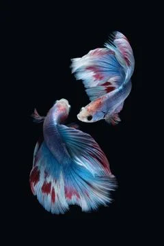 Two dancing Blue marble grizzle halfmoon betta fish siamese on black backgrou Stock Photos