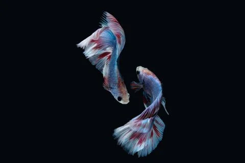 Two dancing Blue marble grizzle halfmoon betta fish siamese on black backgrou Stock Photos