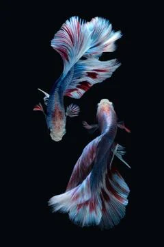 Two dancing Blue marble grizzle halfmoon betta fish siamese on black background Stock Photos
