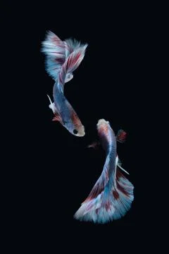 Two dancing Blue marble grizzle halfmoon betta fish siamese on black background Stock Photos
