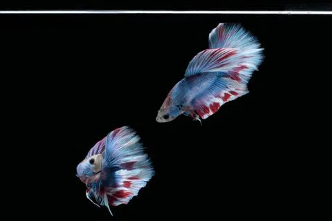 Two dancing Blue marble grizzle halfmoon betta fish siamese on black background Stock Photos