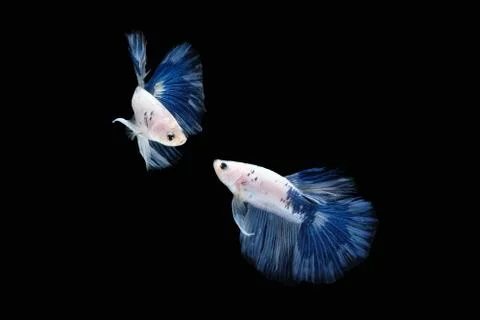 Two dancing Blue White halfmoon betta fish siamese isolated on black background Foto stock