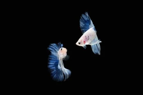 Two dancing Blue White halfmoon betta fish siamese isolated on black background Stock Photos