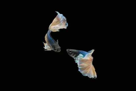 Two dancing blue yellow halfmoon betta siamese fighting fish on black background Stock Photos