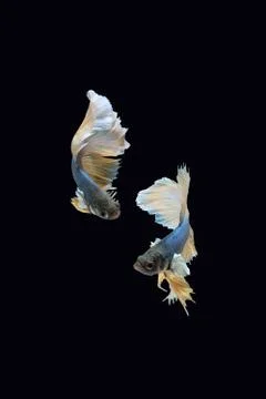 Two dancing blue yellow halfmoon betta siamese fighting fish on black background Foto stock