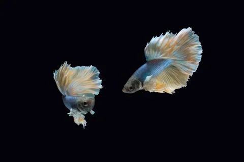 Two dancing blue yellow halfmoon betta siamese fighting fish on black background Фото