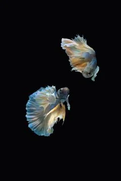 Two dancing blue yellow halfmoon betta siamese fighting fish on black background Foto stock