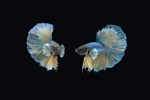 Two dancing blue yellow halfmoon betta siamese fighting fish on black background Stock Photos