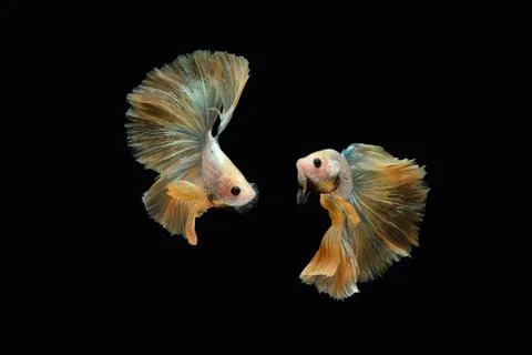 Two dancing golden halfmoon rosetail marble grizzle betta siamese fighting fish Stock Photos