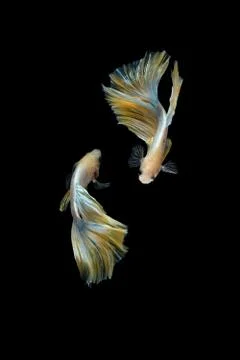 Two dancing golden halfmoon rosetail marble grizzle betta siamese fighting fish Foto stock