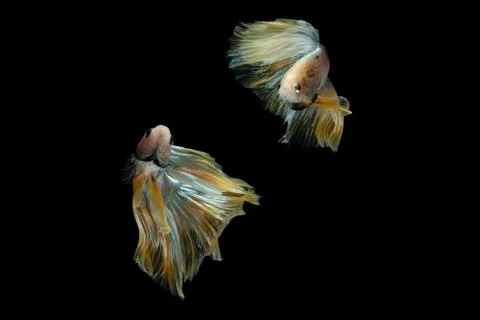 Two dancing golden halfmoon rosetail marble grizzle betta siamese fighting fish Stock Photos