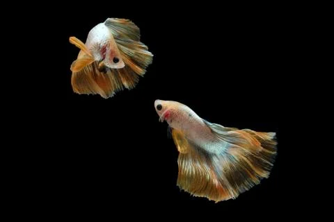Two dancing golden halfmoon rosetail marble grizzle betta siamese fighting fish Foto stock