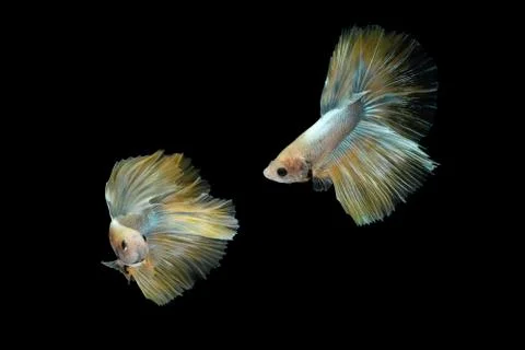 Two dancing golden halfmoon rosetail marble grizzle betta siamese fighting fish Фото