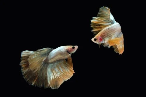 Two dancing golden halfmoon rosetail marble grizzle betta siamese fighting fish Stock Photos