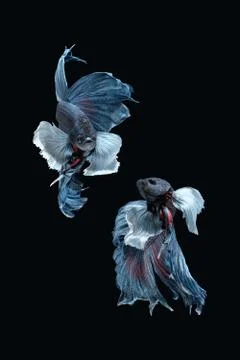 Two dancing grey dumbo, big ear halfmoon betta fish siamese on black background Stock Photos