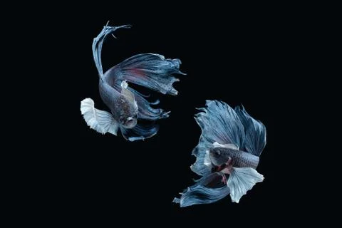 Two dancing grey dumbo, big ear halfmoon betta fish siamese on black background Stock Photos