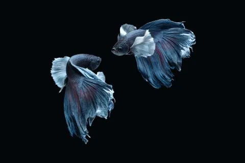 Two dancing grey dumbo, big ear halfmoon betta fish siamese on black background Foto stock