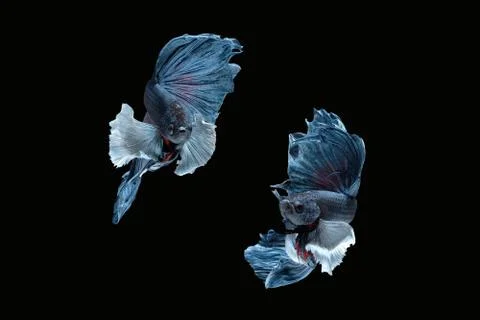 Two dancing grey dumbo, big ear halfmoon betta fish siamese on black background Foto stock