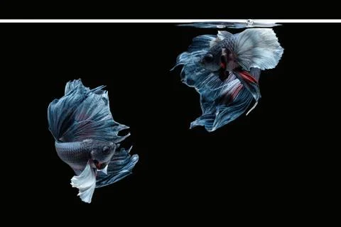 Two dancing grey dumbo, big ear halfmoon betta siamese fighting fish Фото