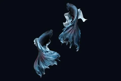 Two dancing grey dumbo, big ear halfmoon betta fish siamese on black background Stock Photos