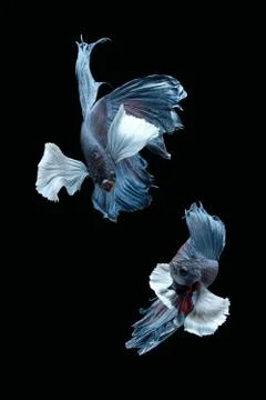 Two dancing grey dumbo, big ear halfmoon betta fish siamese on black background Stock Photos
