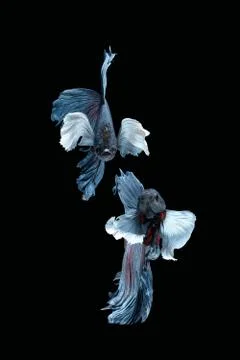 Two dancing grey dumbo, big ear halfmoon betta fish siamese on black background Foto stock