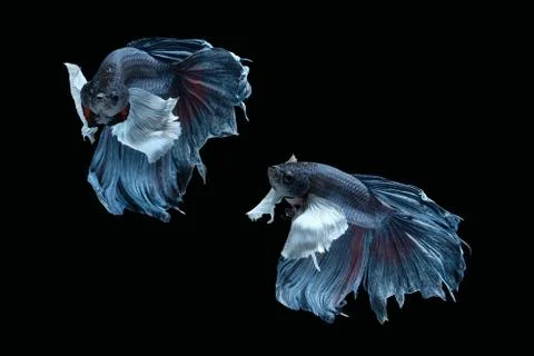 Two dancing grey dumbo, big ear halfmoon betta fish siamese on black background Stock Photos