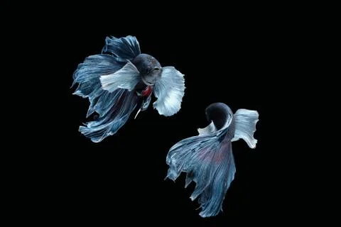 Two dancing grey dumbo, big ear halfmoon betta fish siamese on black background Stock Photos