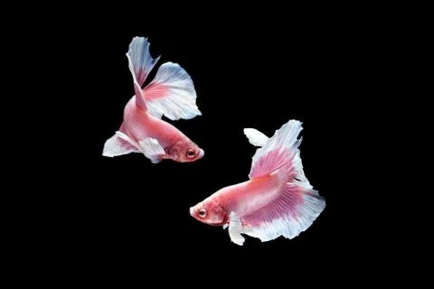 Two dancing pink white big ear halfmoon betta fish siamese on black background Stock Photos