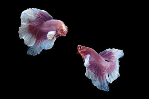 Two dancing pink white big ear halfmoon betta fish siamese on black background Stock Photos