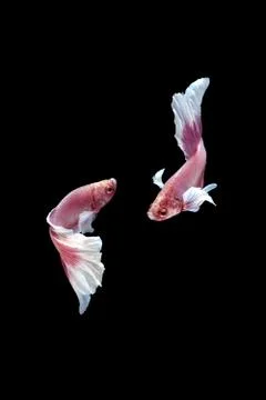 Two dancing pink white big ear halfmoon betta fish siamese on black background Foto stock