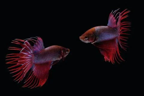 Two dancing red purple crown tail betta siamnse fighting fish Stock Photos