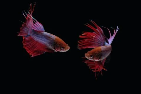 Two dancing red purple crown tail betta siamese fighting fish Stock Photos