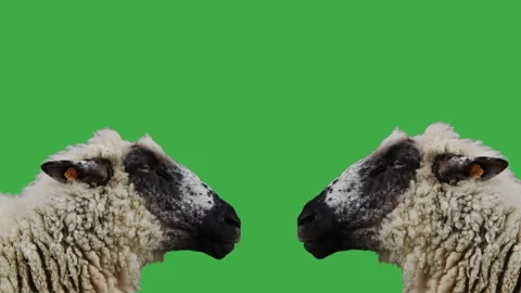Two dancing sheep to music on green screen Stock Footage 293074099