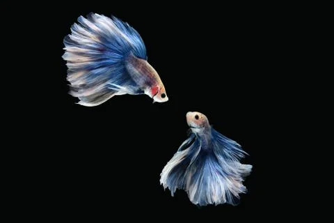 Two dancing of white blue Giant Halfmoon Rosetail betta siamese fighting fish Stock Photos