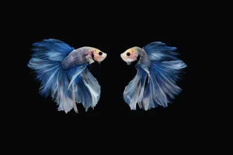 Two dancing of white blue Giant Halfmoon Rosetail betta siamese fighting fish Stock Photos