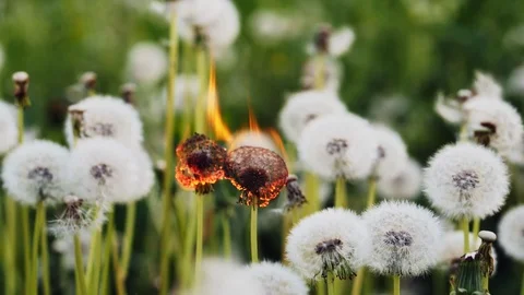 Two dandelion burning in slow motion Stock Footage 90017292