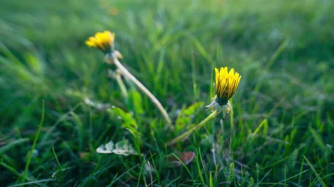 Two Dandelion flowers bloom at dawn time lapse Stock Footage 131042637
