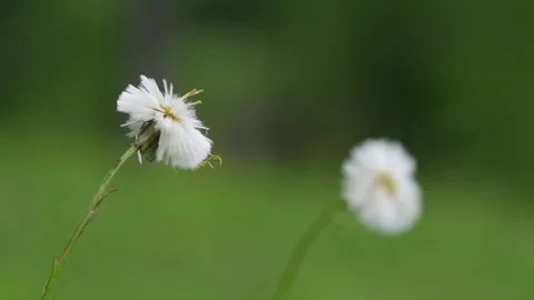 Two dandelion flowers on a green background. Stock Footage 194695639