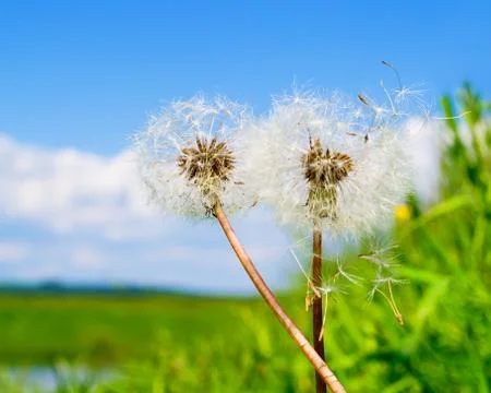 Two dandelion 스톡 사진