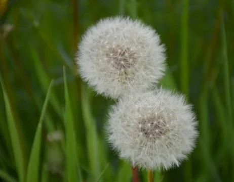 Two dandelion Foto stock