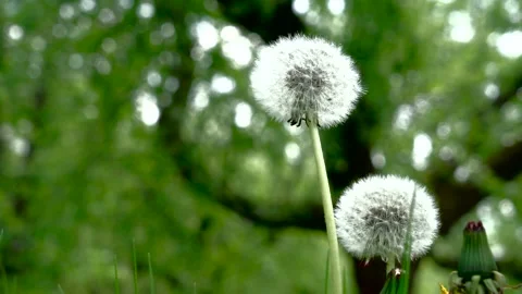 Two dandelion swaying on the wind in the Apple garden, outdoors Video stock 130218762