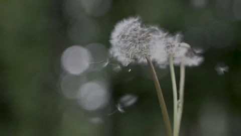 Two dandelions are blown by the spring wind, and the seeds are scattered Stock Footage 151933003