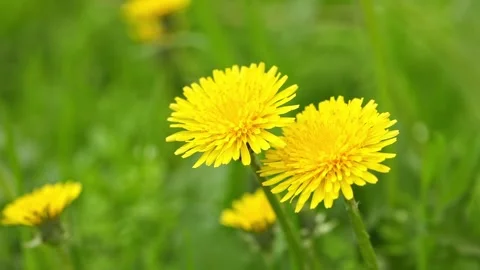 Two dandelions close up in a field Video stock 191133168